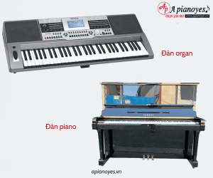 Mua đàn organ để học piano có được không?